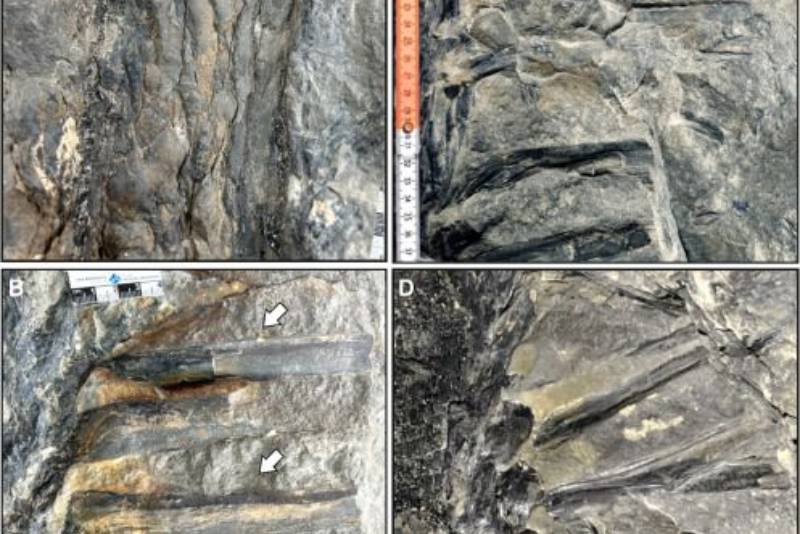 Древние окаменелости в канадской провинции Нью-Брансвик