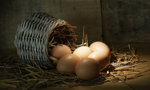 Eier
